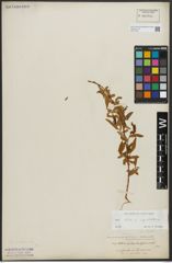 Foto von Salix alba subsp. vitellina (L.) Arcang.